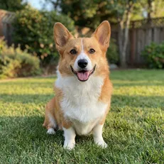 Dog → Plush Toy - Before